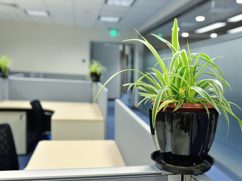 Rośliny dla biura – prosta natura