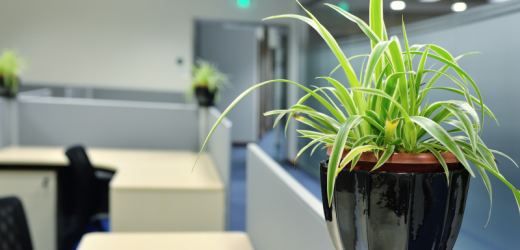 Rośliny dla biura – prosta natura